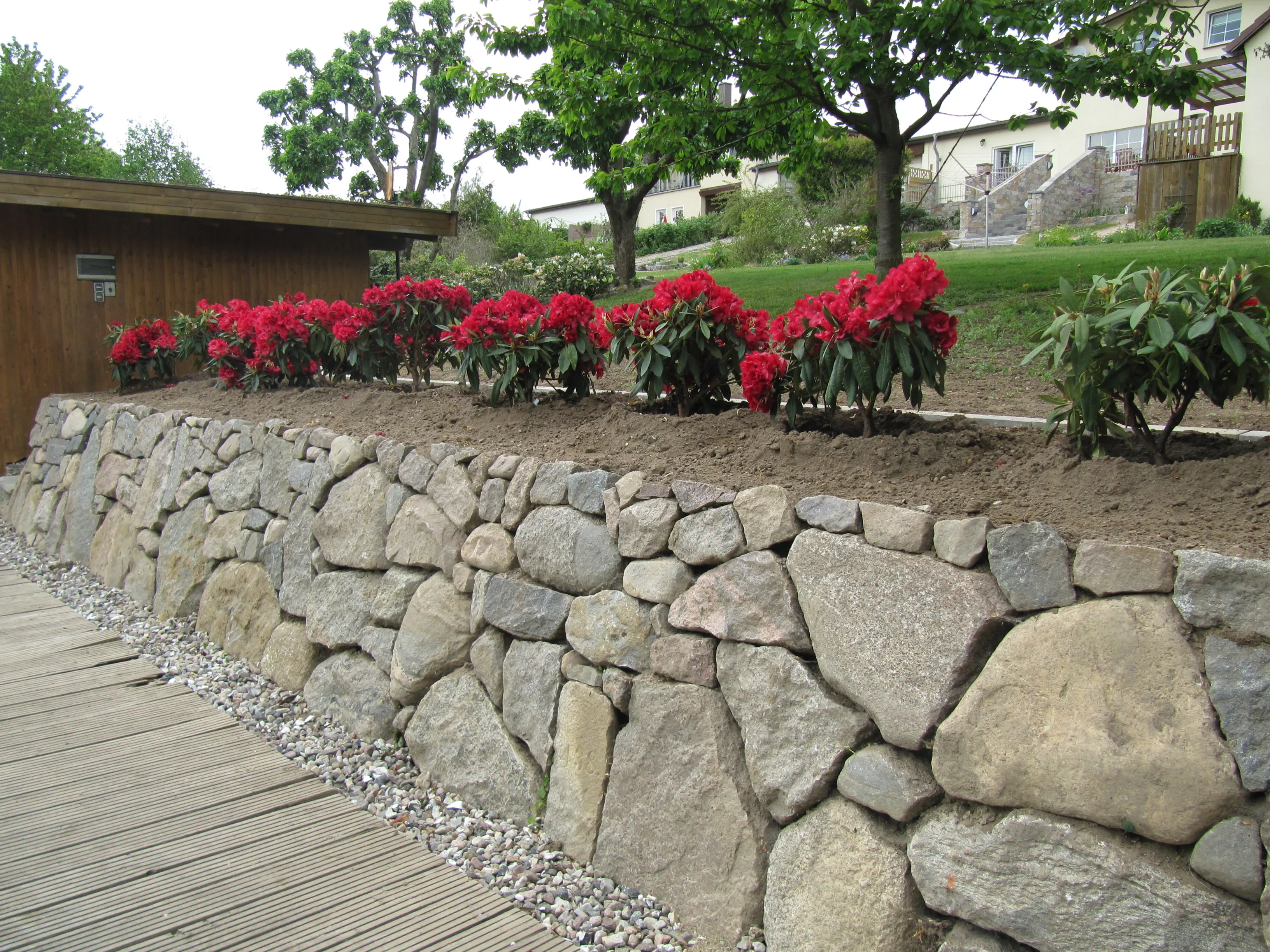 Lange Findlingsmauer entlang eines Bohlenwegs, dahinter rot blühende Rhododendren und Rasen